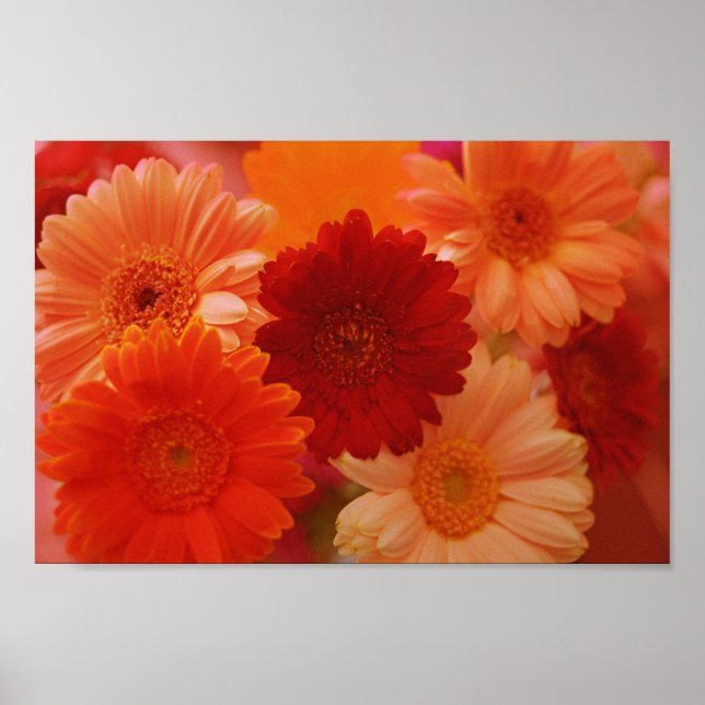 Orange Gerbera Daisy Blume Wall Art Print Poster (Vorne)
