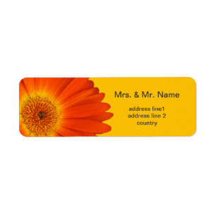 orange Gerbera-Daisy-Blumen