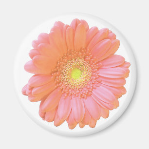 Orange gerbera daisy magnet