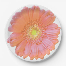 Orange gerbera daisy pappteller