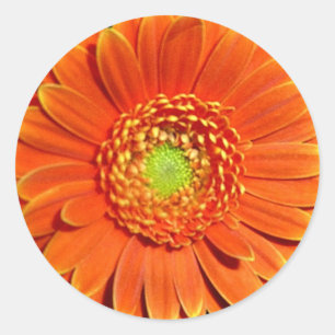 Orange Gerbera-Gänseblümchen-Aufkleber Runder Aufkleber