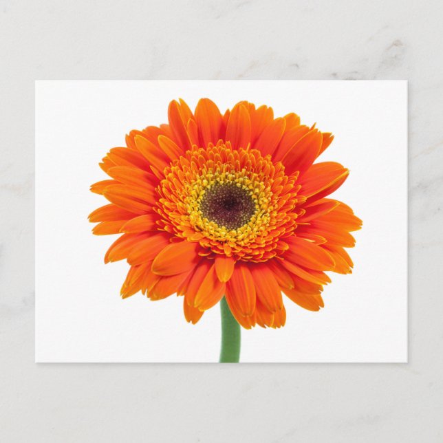 Orange Gerbera-Gänseblümchen-Blume Postkarte (Vorderseite)