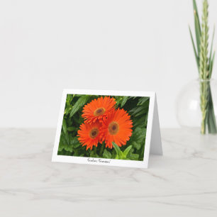 Orange Gerbera-Gänseblümchen-sammelbare Karte
