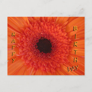 Orange Gerbera Nah Up Happy Birthday Postcard Feiertagspostkarte