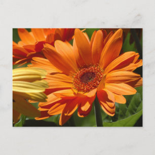 Orange Gerbera Postkarte
