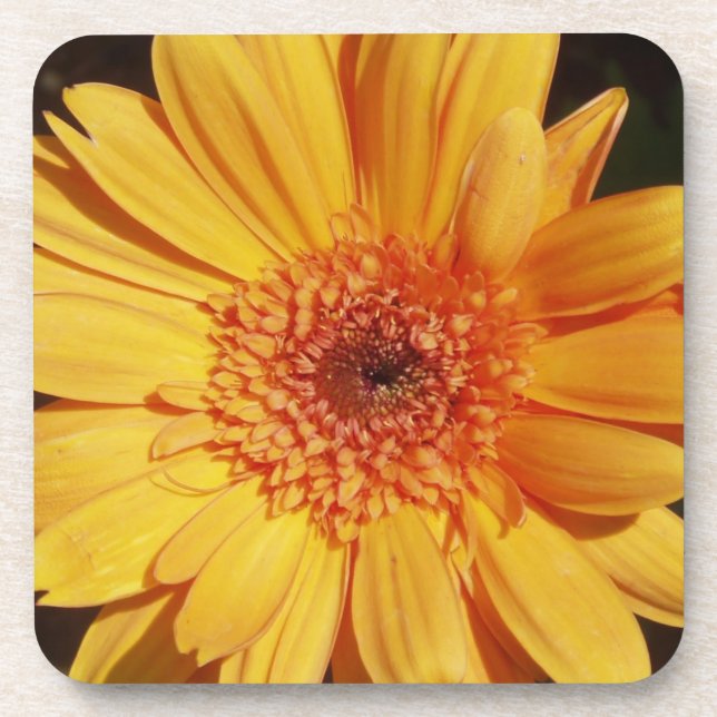 Orange Gerbera Untersetzer (Vorderseite)