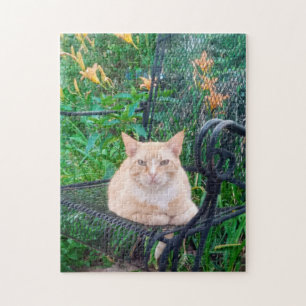Orange getigerte Katze sitzt auf Stuhl Foto