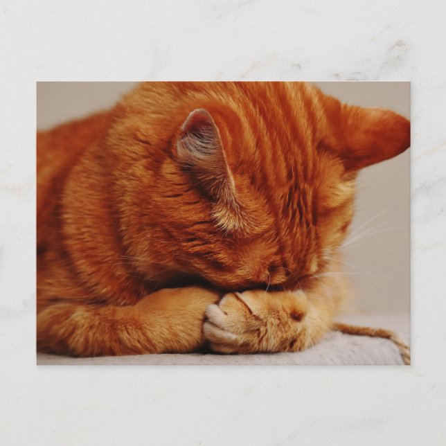 Orange Ginger Tabby Shorthair Cat Postkarte (Vorderseite)