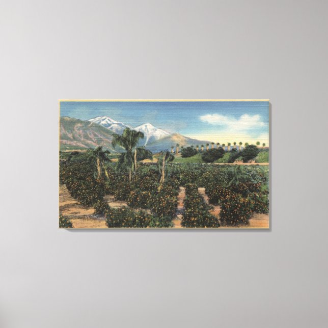 Orange Grove Szene mit schneebedeckten Mägen Leinwanddruck (Vorderseite)