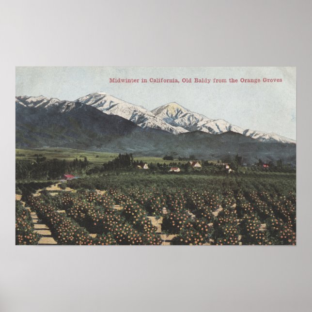 Orange Groves mit Old Baldy Mt in Entfernung Poster (Vorne)