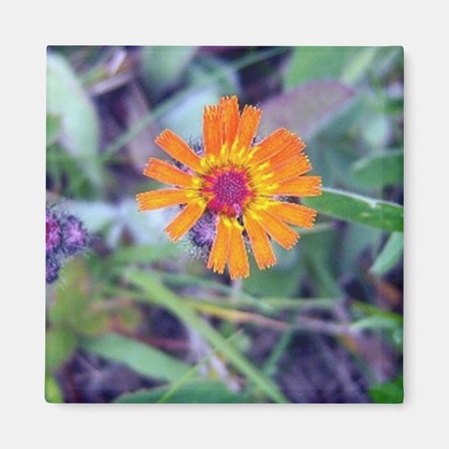 Orange Hawkweed 1 Magnet (Vorne)
