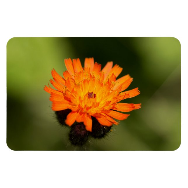 Orange Hawkweed Magnet (Horizontal)
