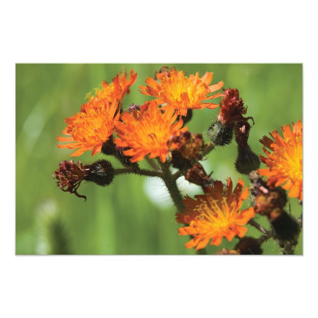 Orange Hawkweed Wild Things Fotodruck (Vorne)