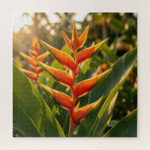 Orange Heliconia Tropische Blume Golden Hour 