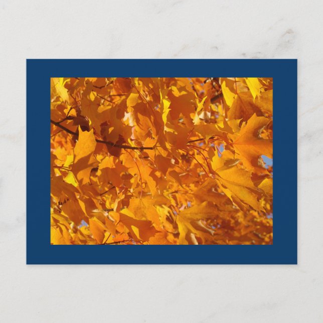 Orange Herbstbaum-Blatt Postkarten Postkarten (Vorderseite)