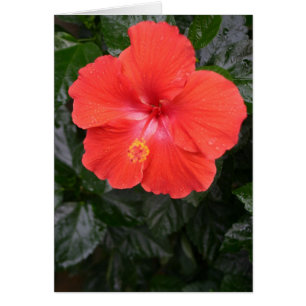 Orange Hibiscus