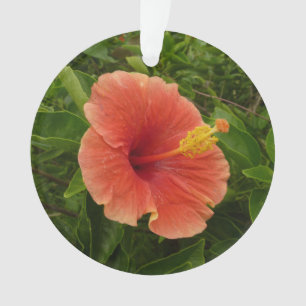 Orange Hibiscus Fleur Tropical Floral