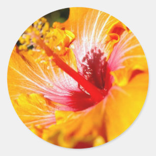 Orange Hibiscus Flower Side View Runder Aufkleber