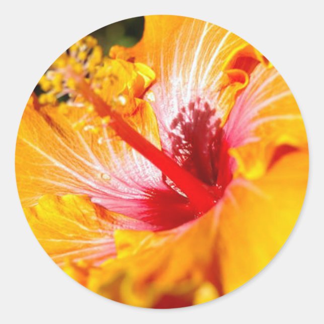 Orange Hibiscus Flower Side View Runder Aufkleber (Vorderseite)