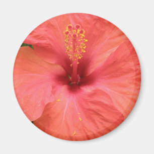 Orange Hibisken Blume Macro Magnet