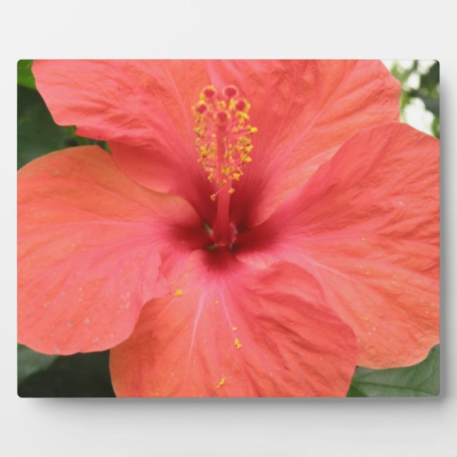 Orange Hibisken Blume Makro Plaque Fotoplatte (Vorderseite)