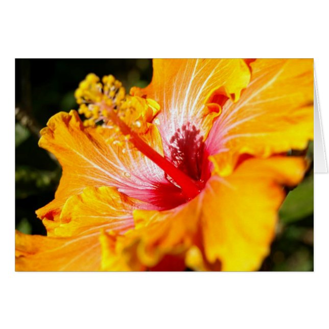 Orange Hibisken Blume Seitenansicht (Vorderseite (Horizontal))