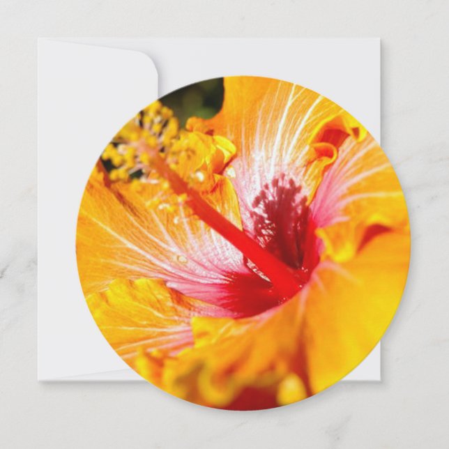 Orange Hibisken Blume Seitenansicht Einladung (Vorderseite)