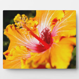 Orange Hibisken Blume Seitenansicht Fotoplatte