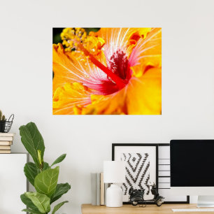 Orange Hibisken Blume Seitenansicht Poster