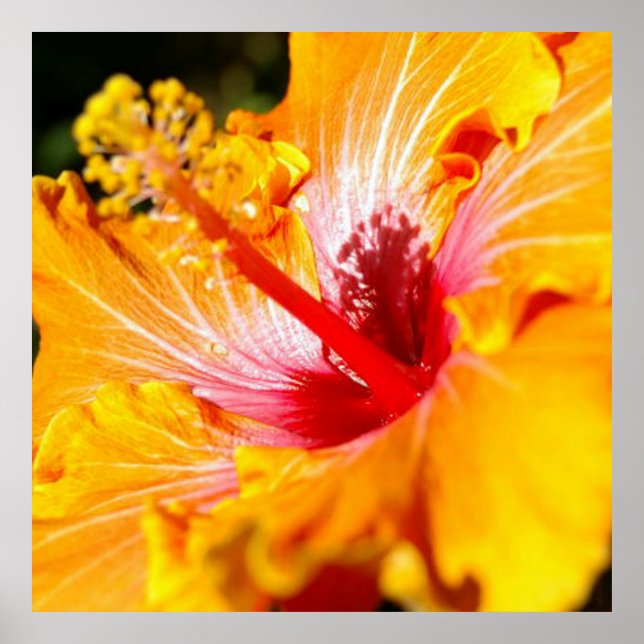 Orange Hibisken Blume Seitenansicht Poster (Vorne)