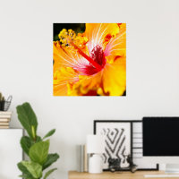 Orange Hibisken Blume Seitenansicht