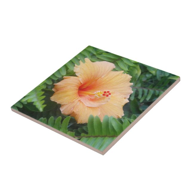 Orange Hibiskus Blume mit Ferns Fliese (Seite)