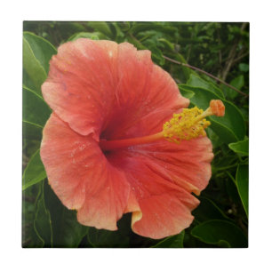 Orange Hibiskus Blume Tropenflora Fliese