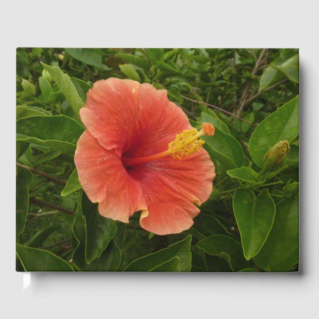 Orange Hibiskus Blume Tropenflora Gästebuch (Vorderseite)
