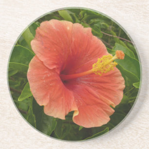 Orange Hibiskus Blume Tropenflora Getränkeuntersetzer