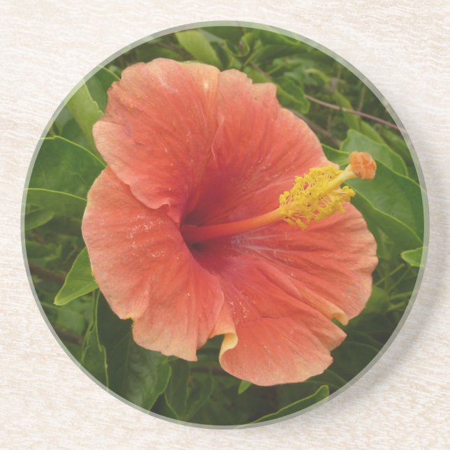 Orange Hibiskus Blume Tropenflora Getränkeuntersetzer (Vorne)