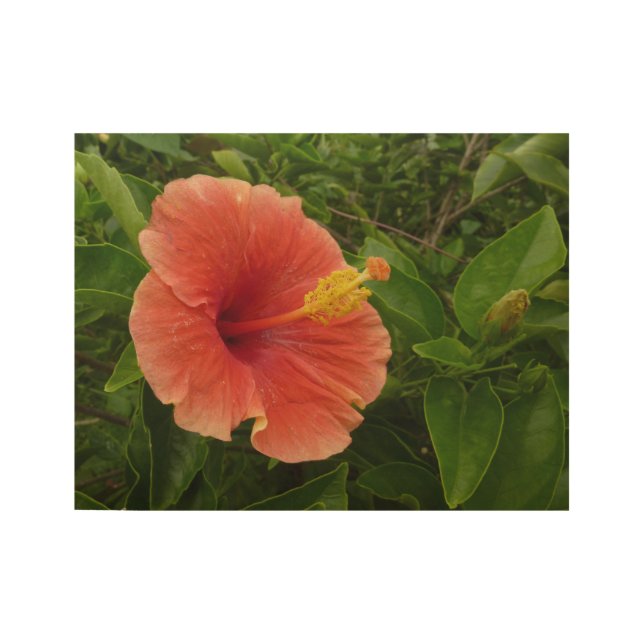 Orange Hibiskus Blume Tropenflora Holzposter (Vorderseite)