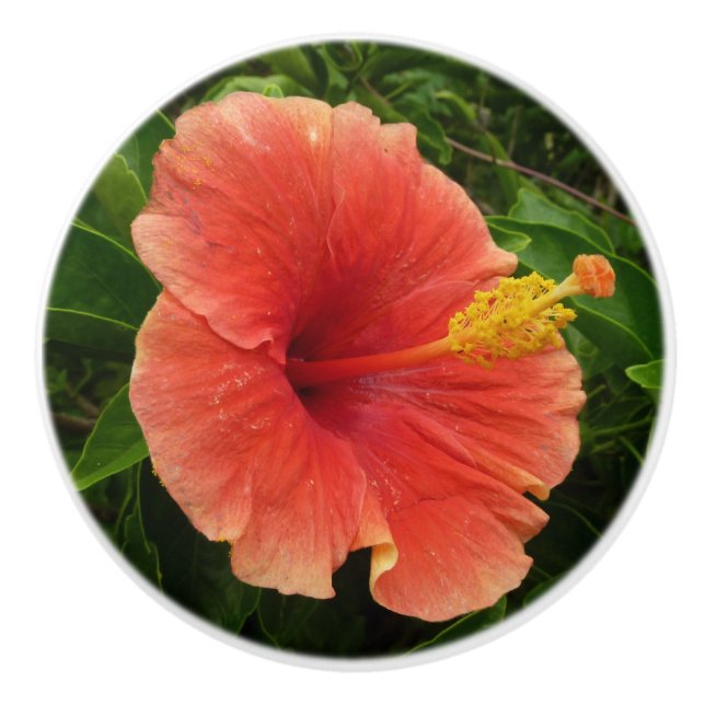 Orange Hibiskus Blume Tropenflora Keramikknauf (Vorderseite)