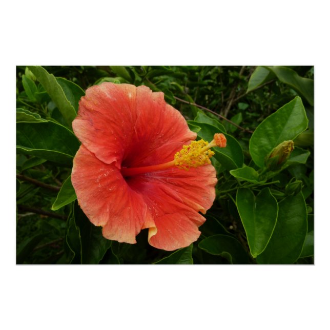 Orange Hibiskus Blume Tropenflora Poster (Vorderseite)