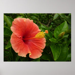 Orange Hibiskus Blume Tropenflora Poster