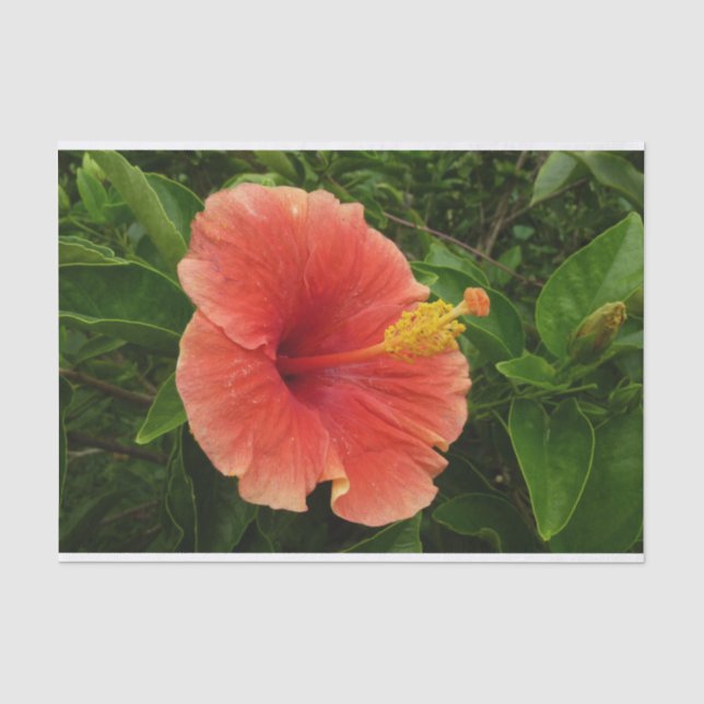 Orange Hibiskus Blume Tropenflora Seidenpapier (Vorderseite)