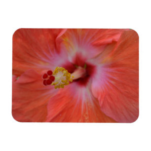 Orange Hibiskus Magnet