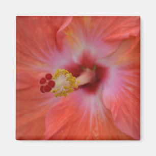 Orange Hibiskus Magnet