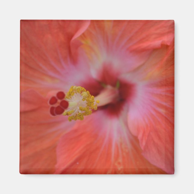 Orange Hibiskus Magnet (Vorne)