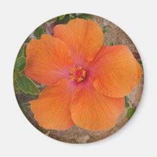 Orange-Hibiskus-Magnet Magnet