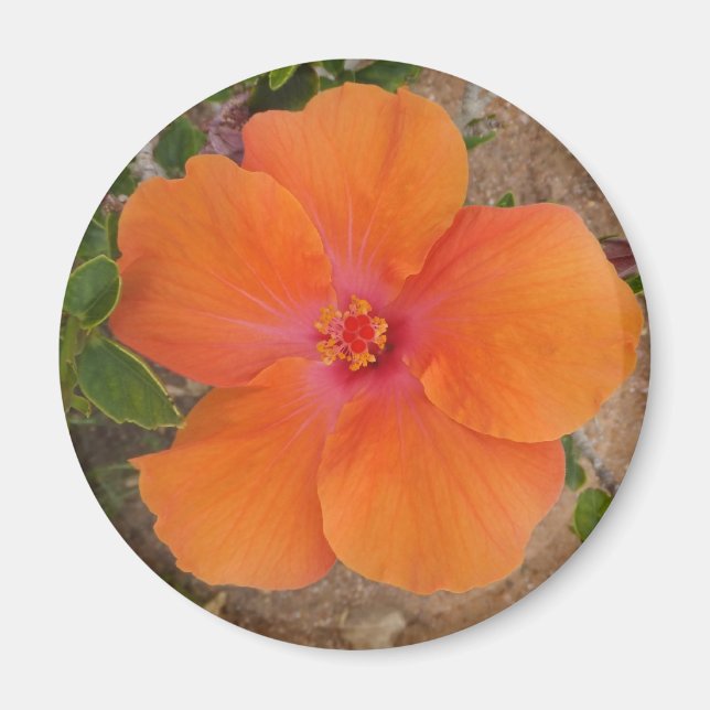 Orange-Hibiskus-Magnet Magnet (Vorne)
