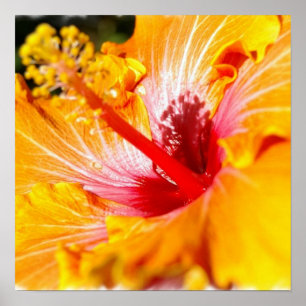 Orange Hibiskus-Plakat Poster