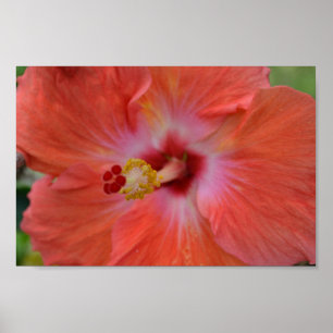 Orange Hibiskus Poster