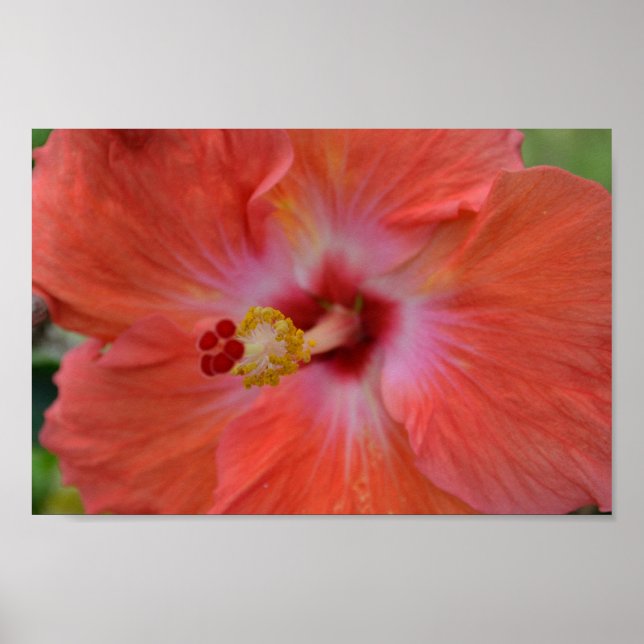 Orange Hibiskus Poster (Vorne)