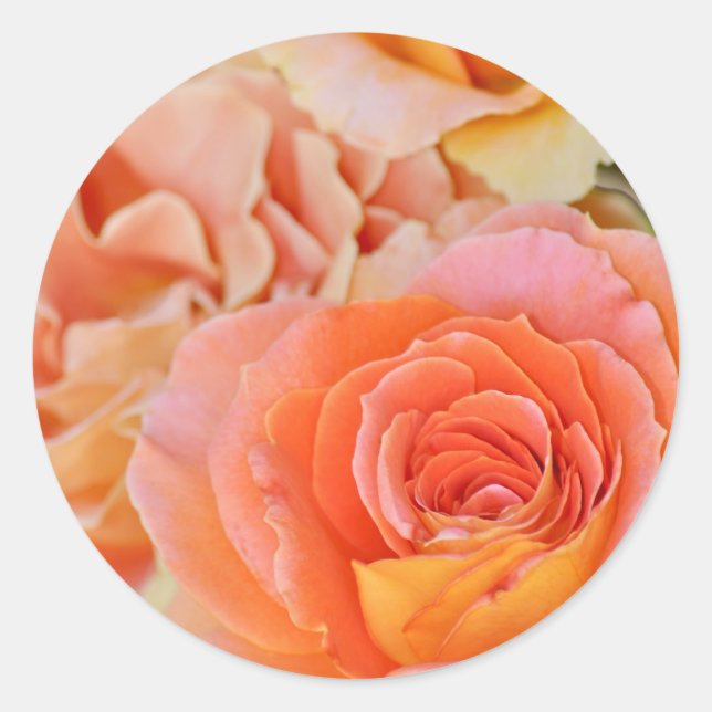 Orange Hybrid-Tee-Rose Runder Aufkleber (Vorderseite)